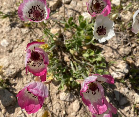 North Cyprus Ranunculus asiaticus